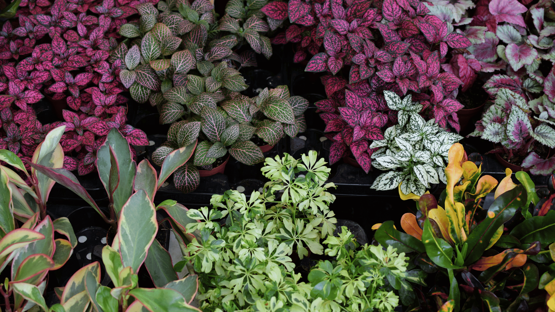Variegated Plants